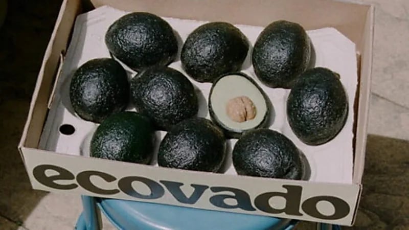 الكشف عن معلومات بشأن بديل الأفوكادو