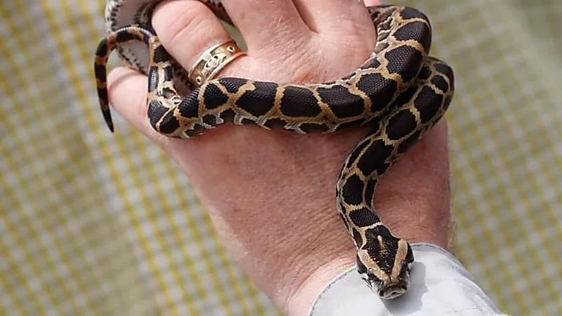 اتهام شاب بمحاولة تهريب 3 ثعابين داخل سرواله من كندا لنيويورك