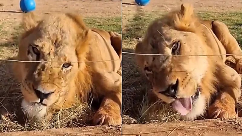 بالفيديو.. أسد يتصرف بغرابة ويأكل الحشائش