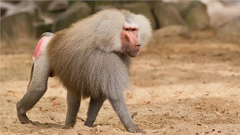 مهتم في البيئة: قرود البابون بلغت أعدادها 40 ألف قرد في المدن