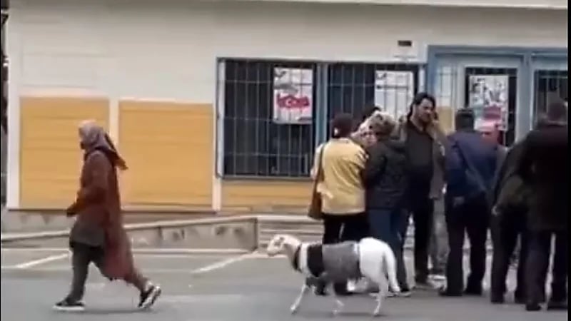 مسنة تركية تصطحب معها ماعزاً خلال الإدلاء بصوتها (فيديو)