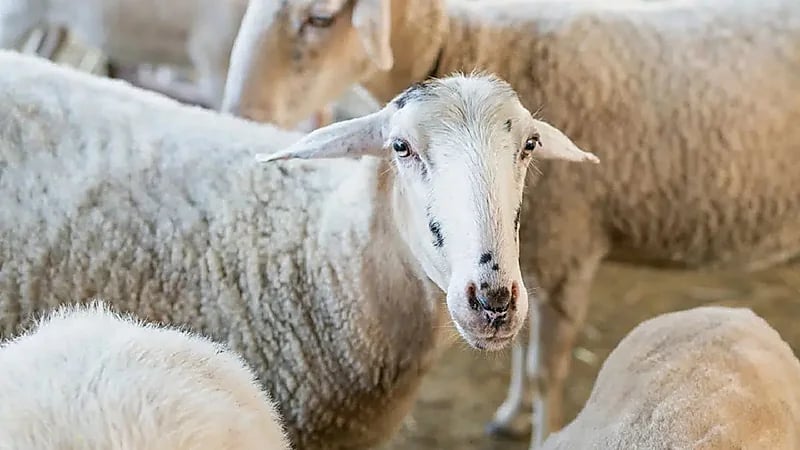 إتاحة الحجز الإلكتروني لمواعيد ذبح الأضاحي عبر نما