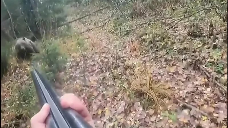 مشهد يحبس الأنفاس لحظة هجوم دب على أحد الأشخاص.. فيديو