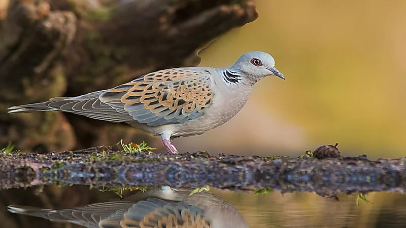الحياة الفطرية تحذر من صيد طائر القميري:  مهدد بالانقراض عالمياً