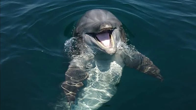 دولفين بإصبع بشري