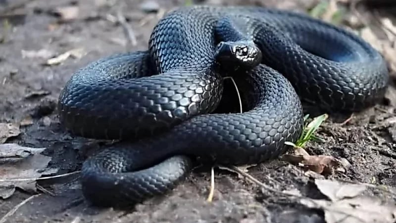 مشهد صادم..خروج ثعبان سام من صنبور موزع مياه