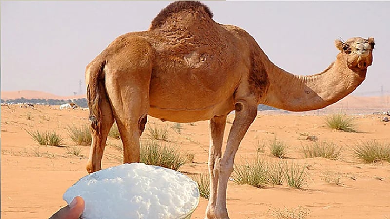 الخضيري: حليب الإبل يحسن من أعراض التوحد للأطفال.. فيديو