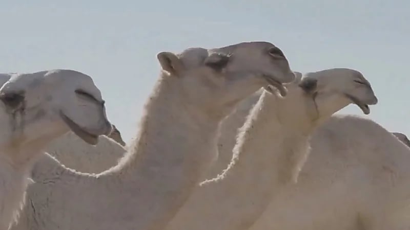 مختص : لا انصح بشراء حليب الإبل من الطرق .. فيديو