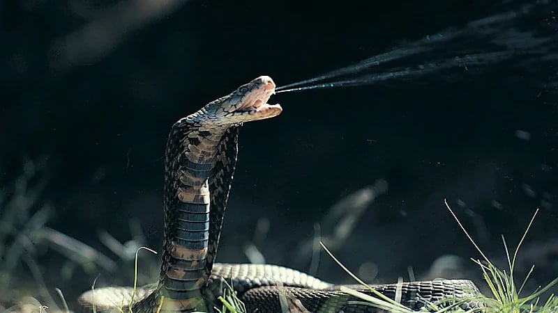 فتاة تتلقى طردًا من أمازون لتكتشف بداخله ثعبانًا .. فيديو