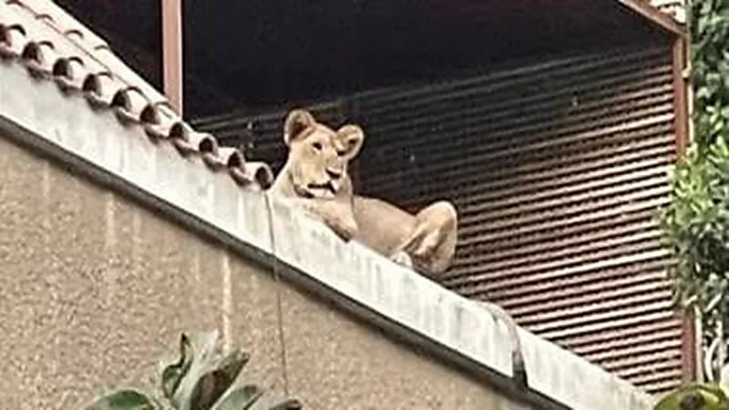 أسد يثير الرعب في فيلا رجل أعمال ..صور