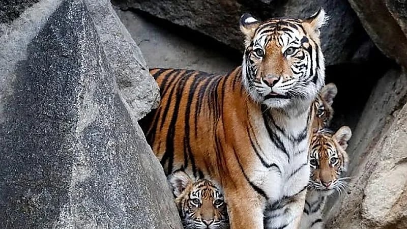 مشهد يحبس الأنفاس لـ نمر ينقض على حارسه في حديقة حيوان .. فيديو