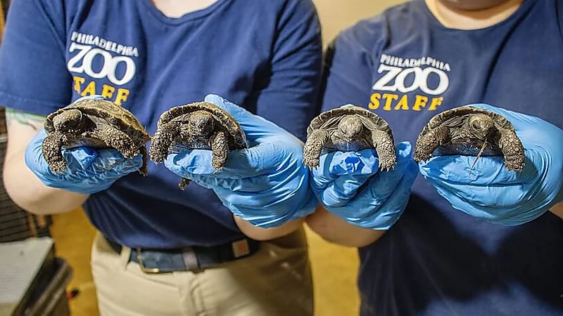 سلحفاة غالاباغوس عملاقة تحقق أول ولادة ناجحة منذ 150 عامًا .. صور