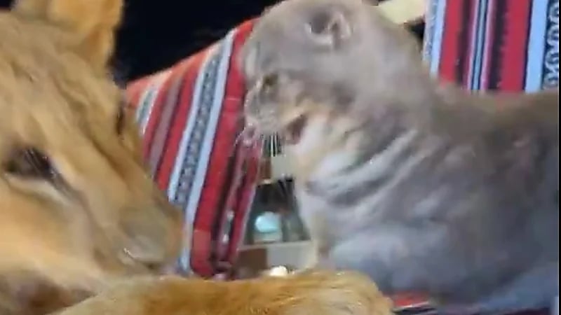 مربي اسود يوثق علاقة صداقة بين شبل وقط منزلي صغير ..فيديو