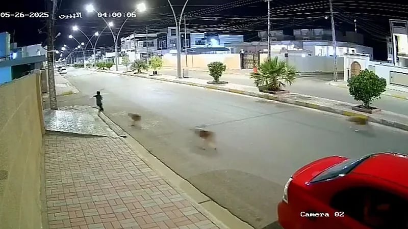 طفل ينقذ نفسه من هجوم الكلاب عن طريق الشهادتين .. فيديو