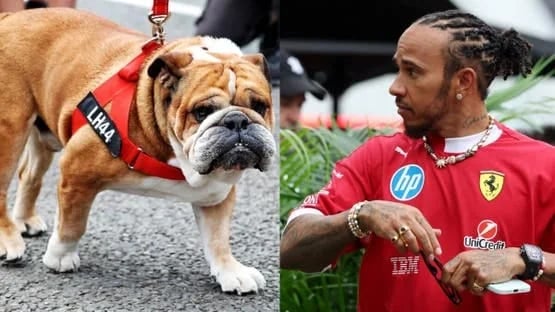 انسحاب مفاجئ لهاميلتون من اختبارات فورمولا 1 بسبب كلب