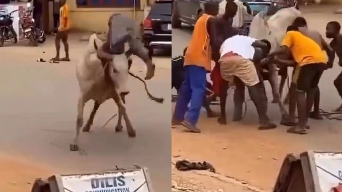 شاب يسيطر على ثور هائج بعد مطاردة خطيرة  .. فيديو