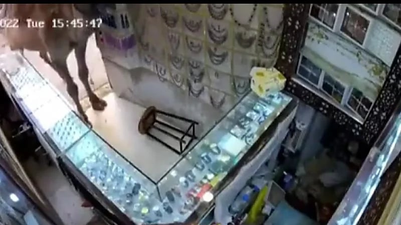 بالفيديو.. جمل يدخل محل فضة ويفاجئ الباعة ويسرعوا هاربين