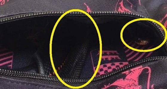 صدمة مروعة لتلميذة أسترالية بسبب ثعبان