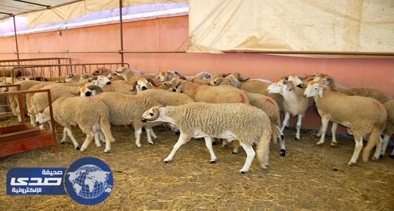 سوق الأضاحي بالدوادمي يشهد حركة شرائية مكثفة