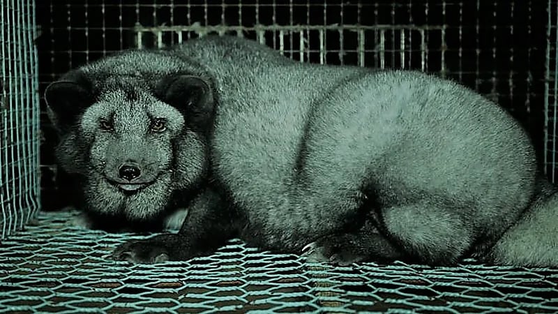 بالفيديو.. دولة تسمن الثعالب بشكل غريب لزيادة فراءها