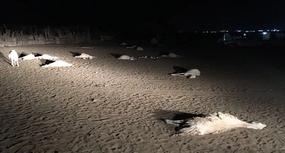 نفوق 30 رأس من الضأن بسبب أعلاف مجهولة