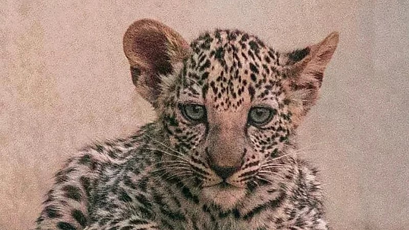 بالفيديو.. الهيئة الملكية لمحافظة العلا تُعلن ولادة "أنثيين" من النمر العربي