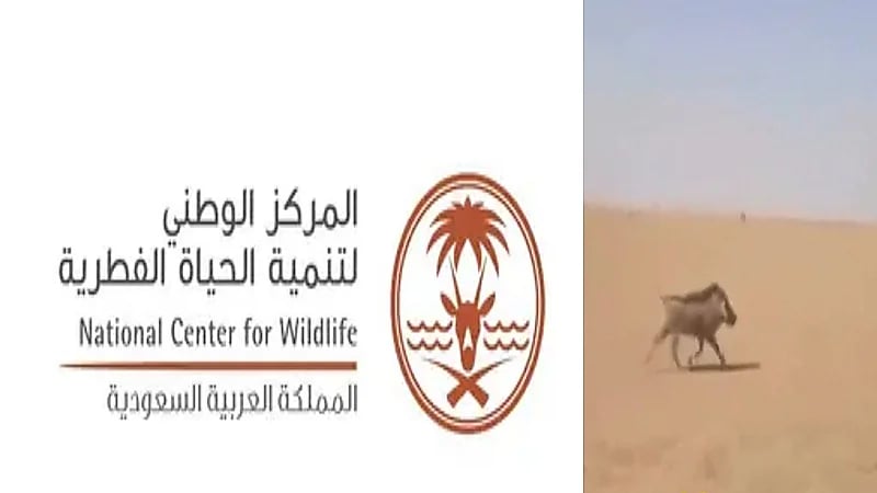 توضيح من الحياة الفطرية بخصوص مقطع مطاردة خنزير بري