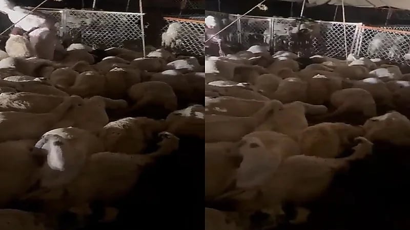 صاعقة تقضي على 140 رأسًا من الأغنام في عسير.. فيديو