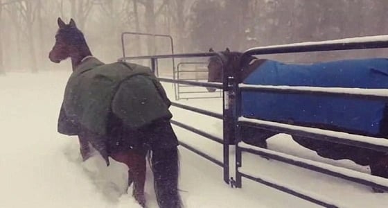 بالفيديو.. ردة فعل سريعة وطريفة لحصانين في موجة برد قارسة