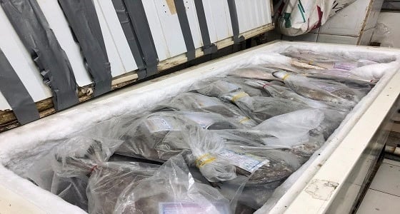بالصور.. ضبط لحوم وأسماك فاسدة تباع باسعار زهيدة بالعاصمة المقدسة