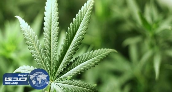 أوروجواي توفر " الحشيش " بالصيدليات للترفيه