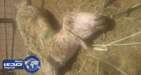 بالصور.. مرض يفتك بماشية أهالي ميسان الطائف