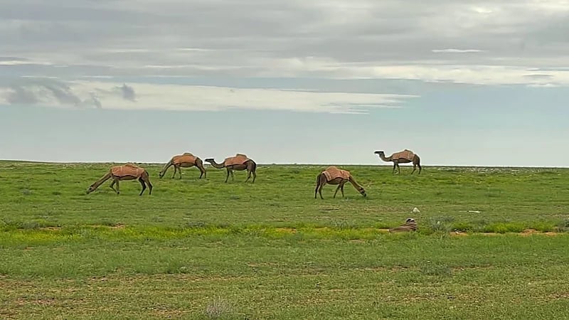 جمال وهدوء مدينة طريف يأسر قلوب الزائرين.. فيديو وصور