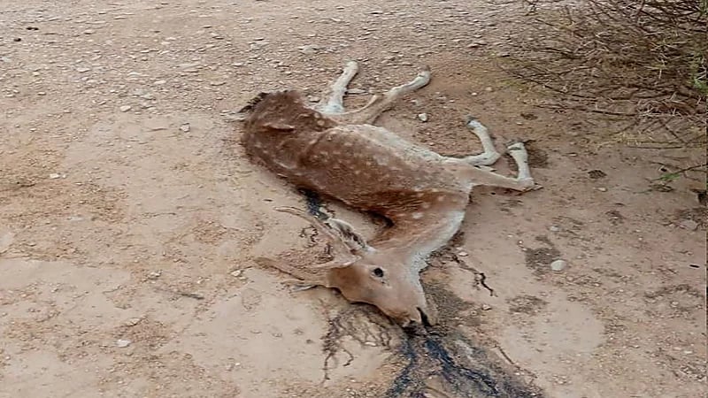 العثور على غزال نافق بمحافظة الدلم