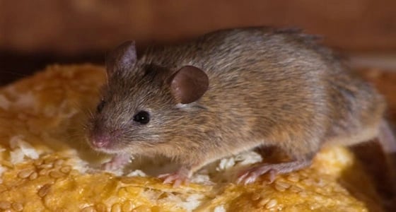 الفئران تغزو باريس و مكيفات الهواء السبب