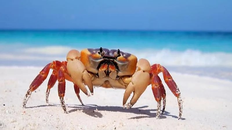 تطوير بطاريات مصنوعة من أصداف السلطعون