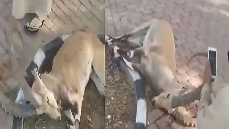 فيديو.. نفوق عدد من الوعول بعد أيام من إطلاقها في بلجرشي