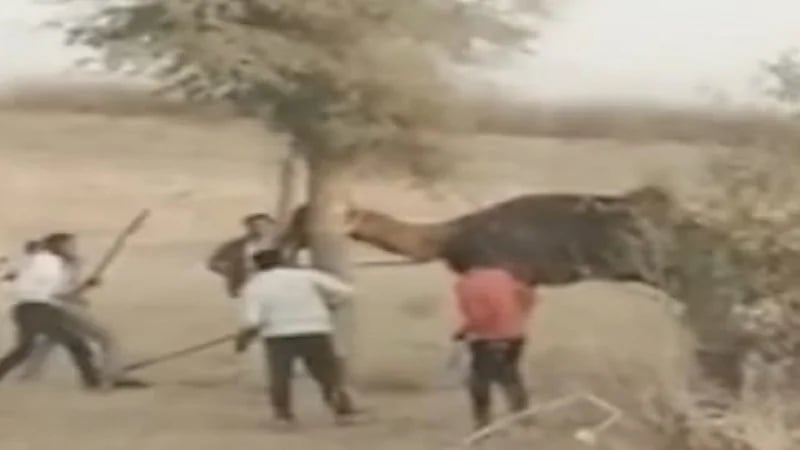 نهاية مأسوية ل"جمل" على يد 6 هنود