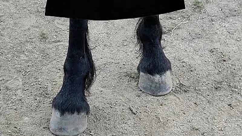 فيديو يثير ضجة لسيدة تتحول قدمها لقدم عنزة