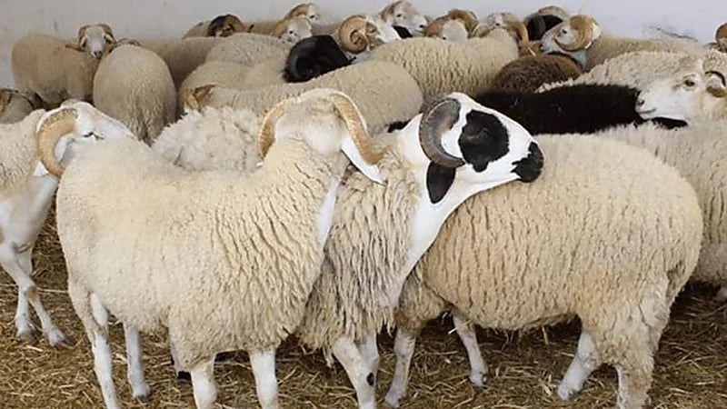 شاهد.. مستثمر في بيع المواشي: هناك من يغش باستخدام الماء والملح لزيادة وزن الأضحية 