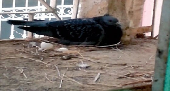 " استشاري باطنة " : وجود العصافير على نوافذ المنازل يتسبب بإنفلونزا الطيور