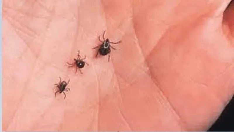 وباء جديد يتسبب في وفاة 8 أشخاص بالعراق