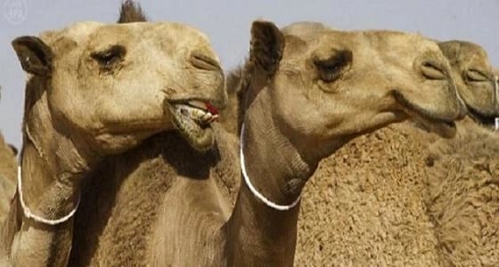 ضبط طبيب بيطري يعبث بالإبل المشاركة بمهرجان الملك عبدالعزيز