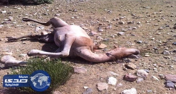 نفوق 4 نياق بعد إطلاق النيران عليها في الطائف