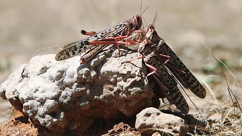 “وقاء“ يحذِّر من جمع الجراد في مكة والمدينة حتى منتصف أبريل