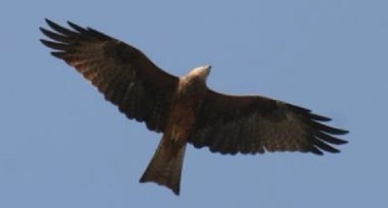 طائر يشعل الحرائق ليفتح منطقة لصيد فريسته