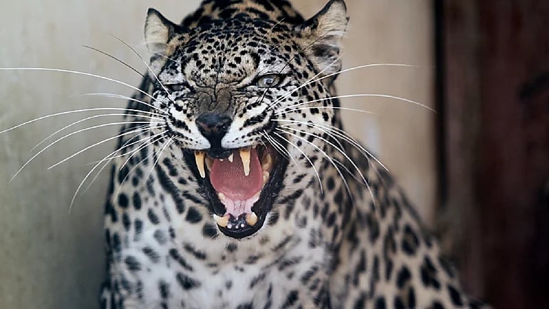 "الأمن البيئي" يوضح عقوبة صيد النمر العربي