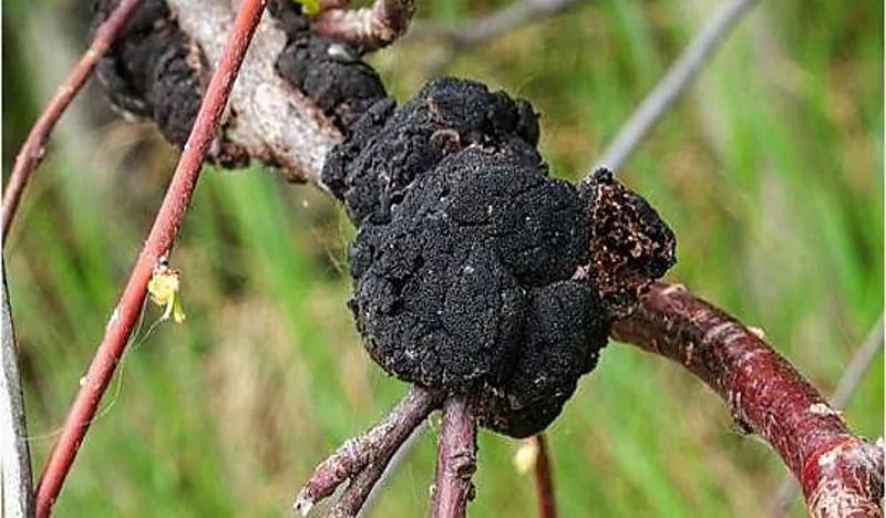 تحذير من وزارة الصحة المصرية بشأن الفطر الأسود 