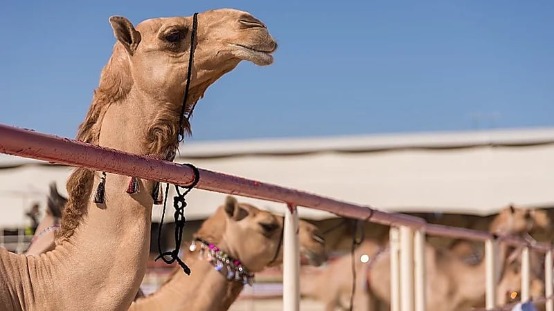 "بن حثلين": نعمل على نقل آلية قفز الحواجز للإبل في المملكة