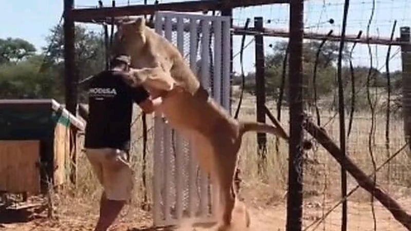 شاهد.. لحظة قفز لبؤة على رجل لمعانقته بدلا من افتراسه